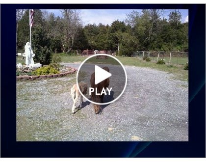 Click to play this Smilebox slideshow